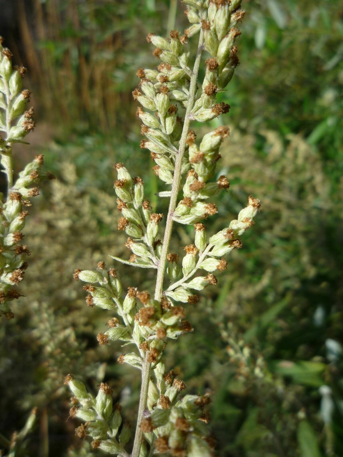 High Resolution Artemisia douglasiana Fruit